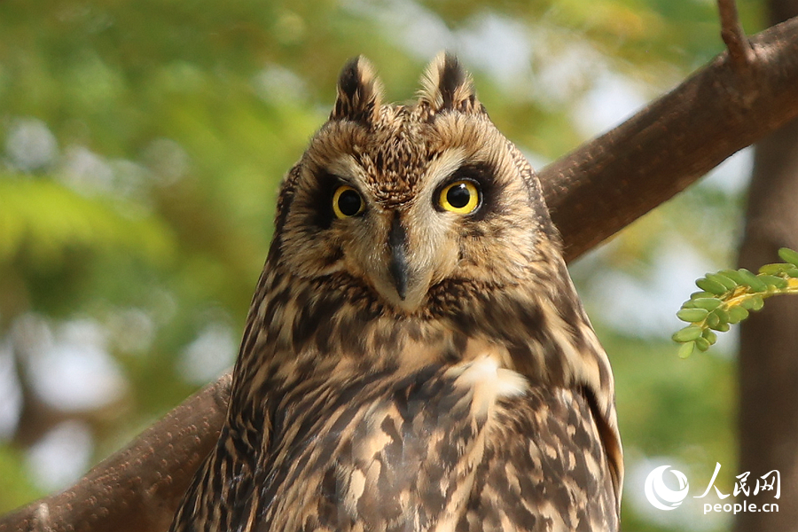 Болотные совы третий год подряд останавливаются в Сямэне