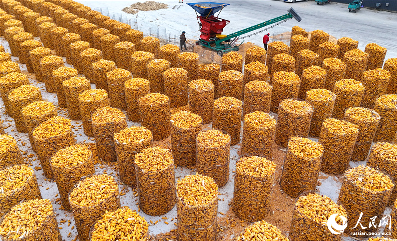 В провинции Шаньдун идет активная уборка кукурузы