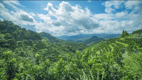 В китайском Мэйчжоу собирают богатый урожай помело