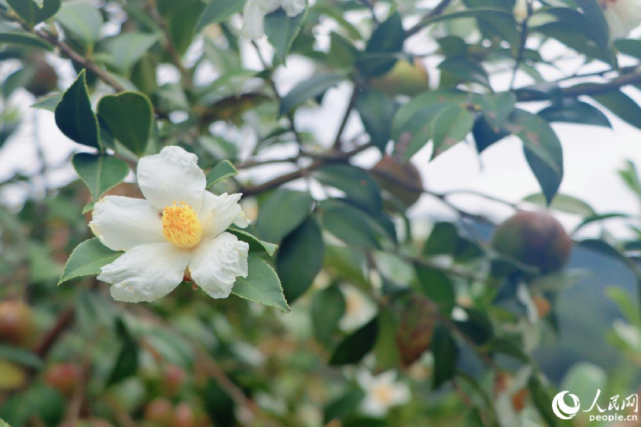 В китайском уезде Юнтай начался сбор урожая плодов камелии масличной