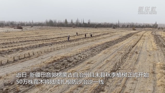 В пустыне Такла-Макан высадят 500 тысяч саженцев