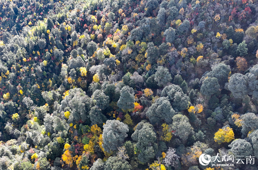 Яркие краски поздней осени провинции Юньнань