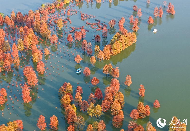 Красочные кипарисы в провинции Аньхой