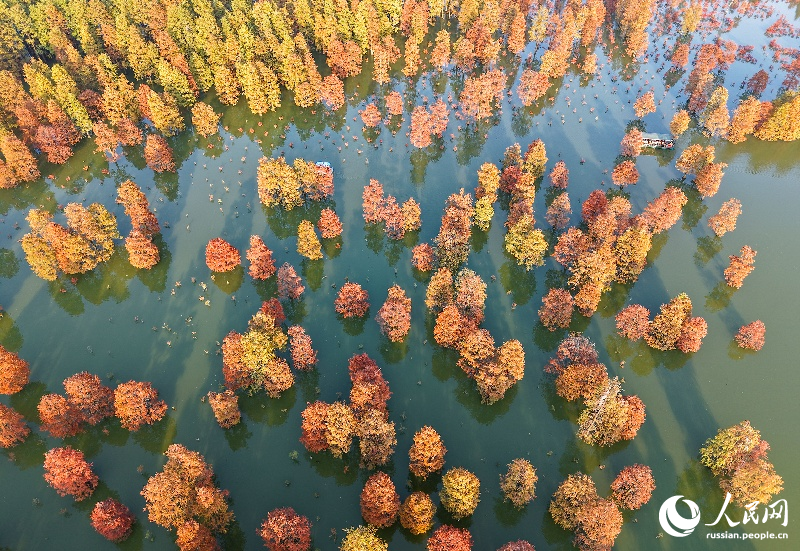 Красочные кипарисы в провинции Аньхой