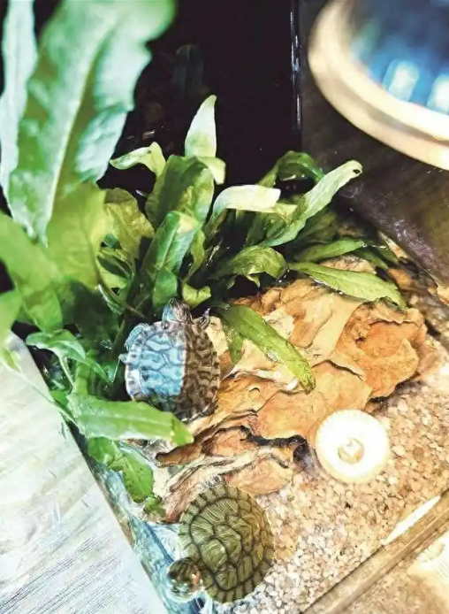 В Китае набирают популярность рабочие ?компаньоны?