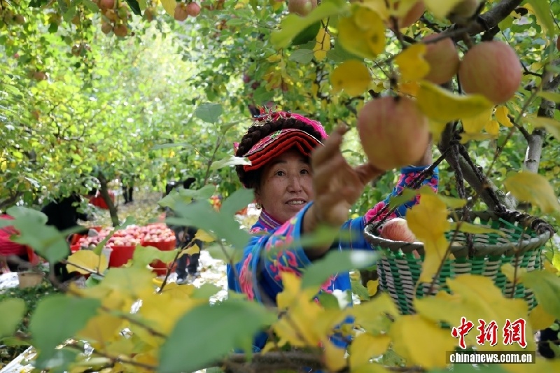 Богатый урожай яблок в деревне Аньсян провинции Сычуань