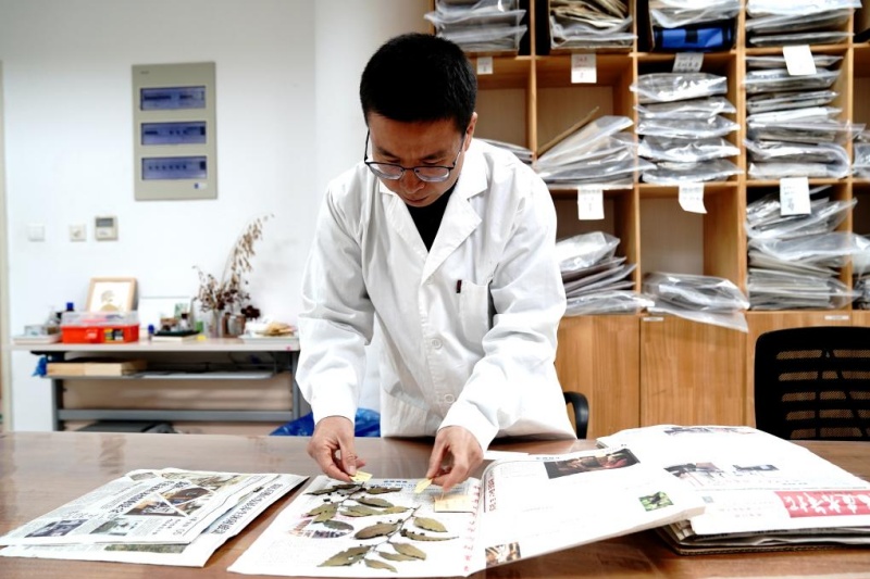 Количество семян в Центре ?Чэньшань? Национального хранилища ресурсов зародышевой плазмы важных дикорастущих растений превысило 100 млн