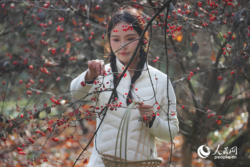 Выращивание кизила приносит благосостояние жителям китайского уезда в Хэнани