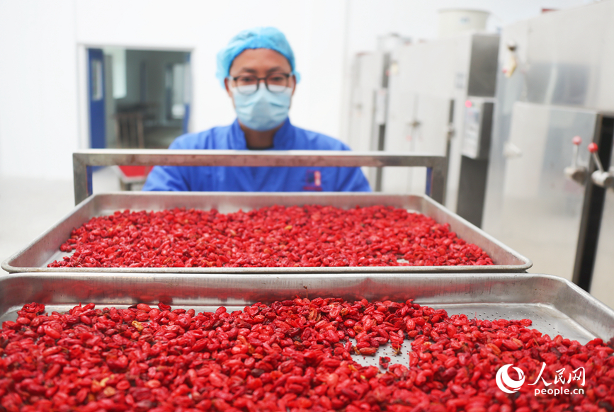 Выращивание кизила приносит благосостояние жителям китайского уезда в Хэнани