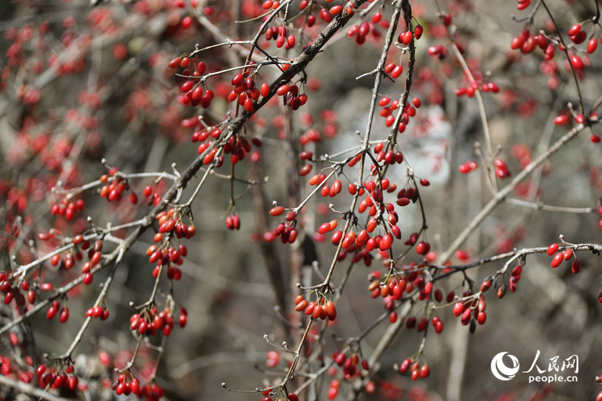 Выращивание кизила приносит благосостояние жителям китайского уезда в Хэнани